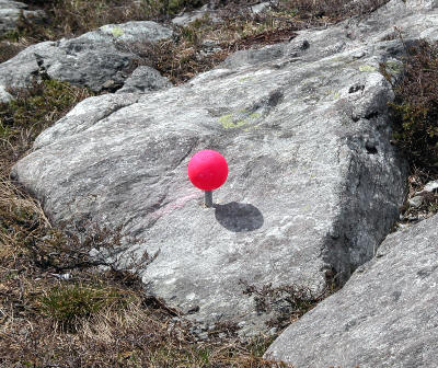 rosa2